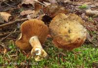 Cortinarius subolivascens image