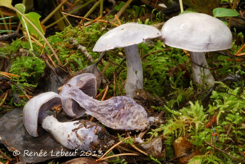 Cortinarius alboviolaceus image