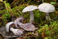 Image of Cortinarius alboviolaceus