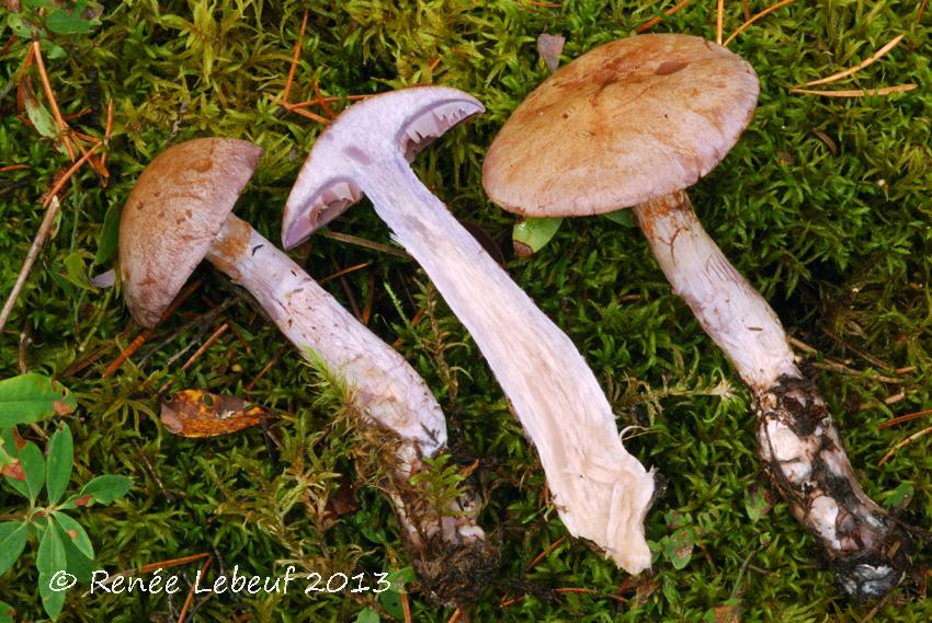 Cortinarius brunneotinctus image