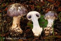 Image of Cortinarius calyptratus