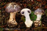 Cortinarius calyptratus image