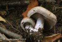 Cortinarius infractus image