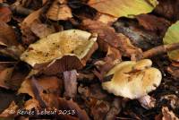 Cortinarius infractus image