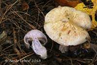 Cortinarius infractus image