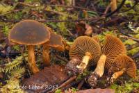 Cortinarius clandestinus image