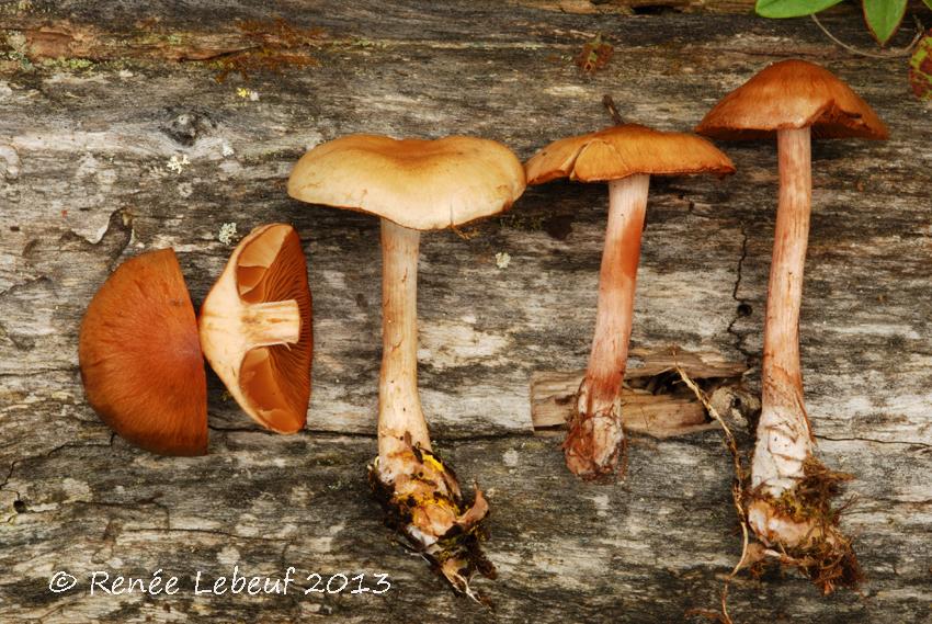 Cortinarius francescae image