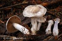 Cortinarius emunctus image