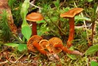 Cortinarius gentilis image