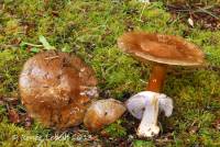 Cortinarius glaucopus image