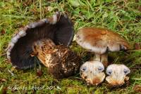 Cortinarius glaucopus image