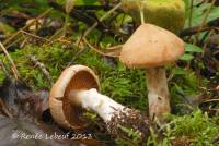 Cortinarius laniger image