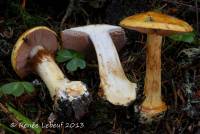 Cortinarius largentii image