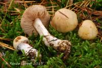 Cortinarius leucophanes image