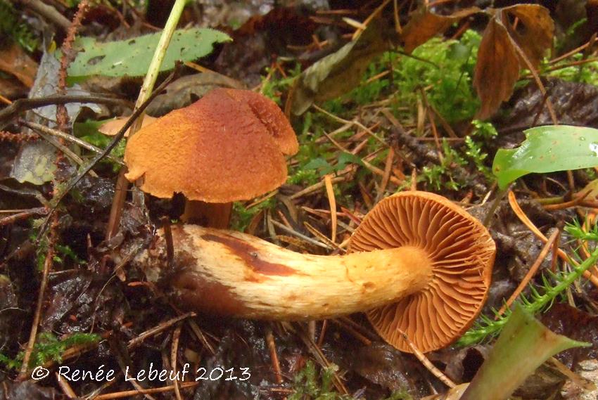 Cortinarius rubellus image