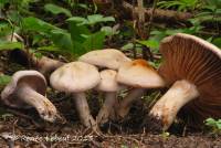 Image of Cortinarius umidicola