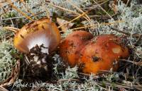 Image of Cortinarius mucosus