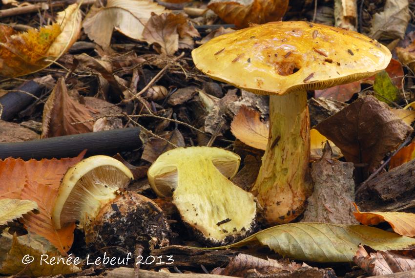 Cortinarius viridicarneus image