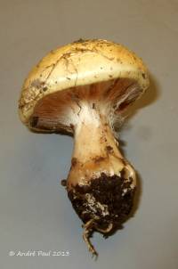 Cortinarius olivaceostramineus image