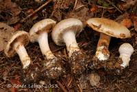 Image of Cortinarius rusticus