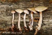 Cortinarius acutispissipes image