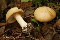 Cortinarius talus image