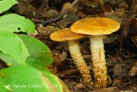 Cortinarius trivialis image