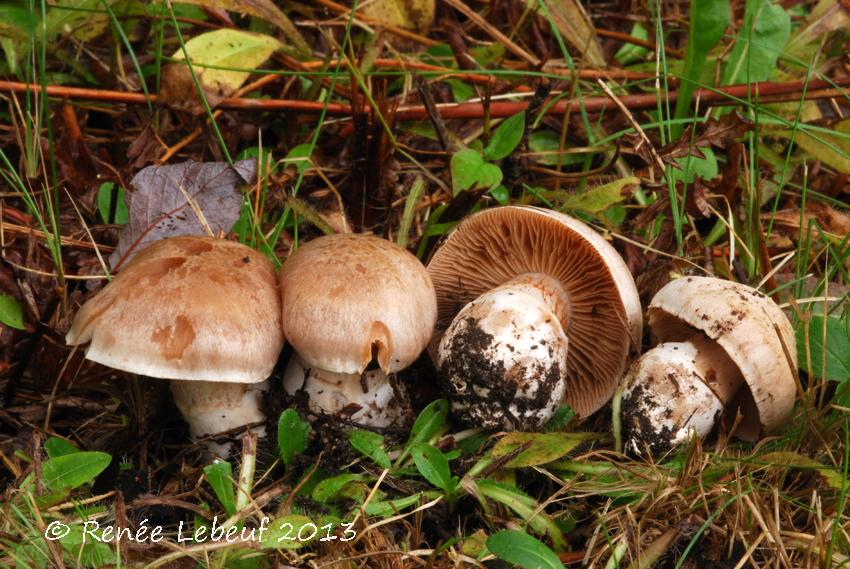 Cortinarius urbicus image