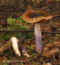 Cortinarius vanduzerensis image