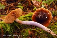 Cortinarius vanduzerensis image