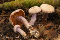 Cortinarius venustus image