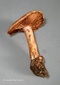 Cortinarius amnicola image