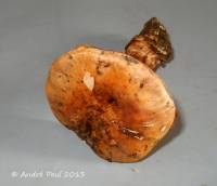 Image of Cortinarius amnicola