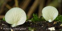 Crepidotus hygrophanus image