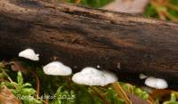 Crepidotus versutus image