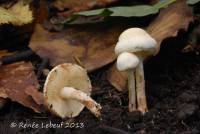 Cystolepiota hetieri image