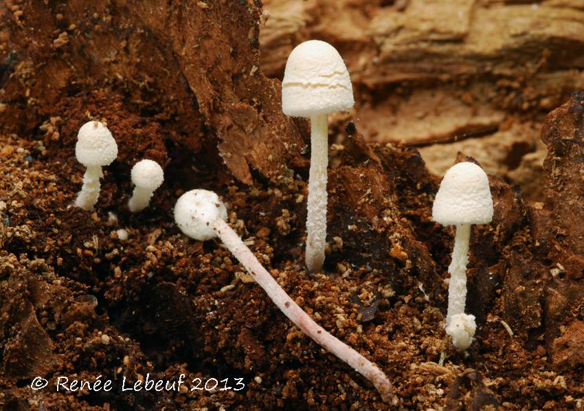 Cystolepiota seminuda image