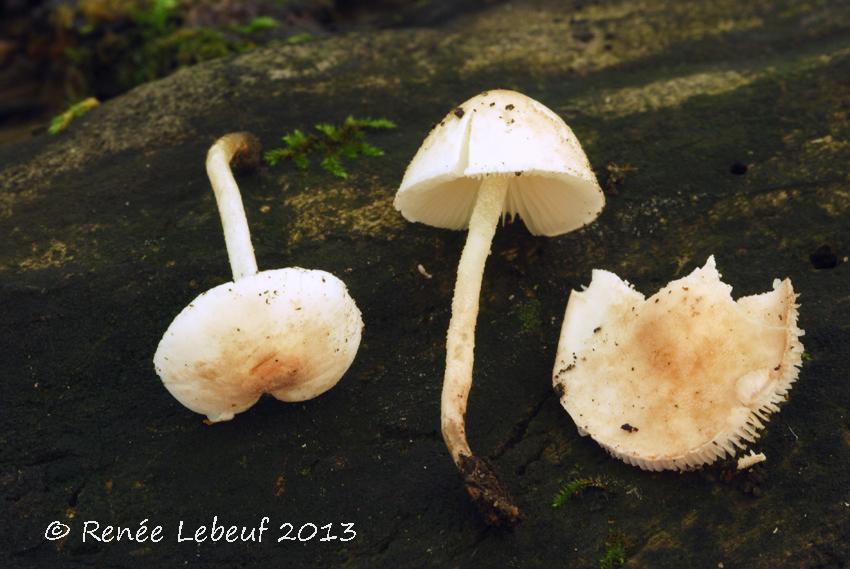 Cystolepiota sistrata image