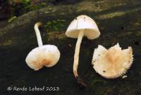 Image of Cystolepiota sistrata