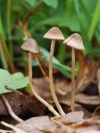 Psathyrella longicauda image