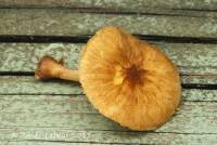 Image of Pluteus plautus