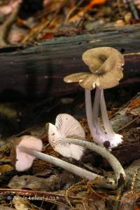 Entoloma griseocyaneum image