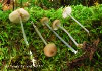 Entoloma lividocyanulum image