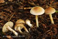 Inocybe flocculosa image