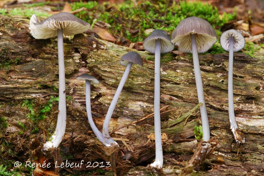 Entoloma lepiotosmum image