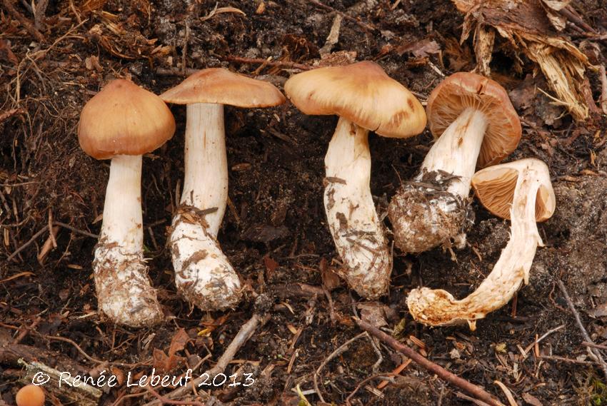 Cortinarius biformis image