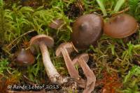 Cortinarius glandicolor image