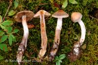 Cortinarius argenteopileatus image