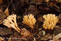 Ramaria flaccida image