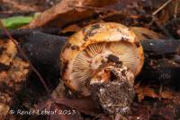 Cortinarius caryae image